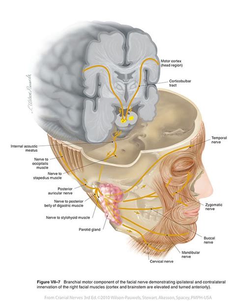 Facial Vii Cranial Nerves Cranial Nerves Facial Nerve Neurology ...