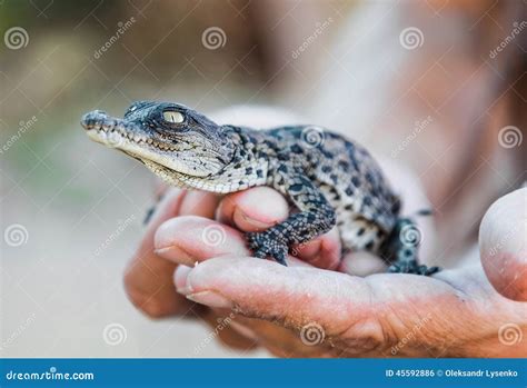 Alligator A Human Hand Royalty-Free Stock Image | CartoonDealer.com ...