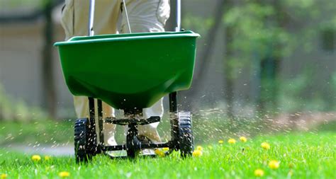 How Often Should I Fertilize My Lawn The Should