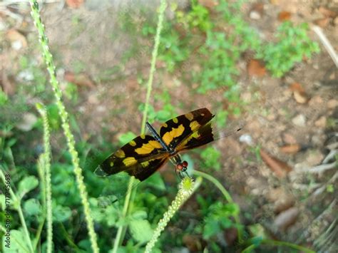 Rhyothemis Variegata Known As The Common Picture Wing Or Variegated