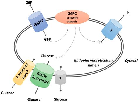 IJMS Free Full Text Glucose Transport And Transporters In The