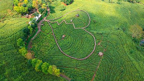 Wisata Perkebunan Teh Gunung Gambir Jember YouTube