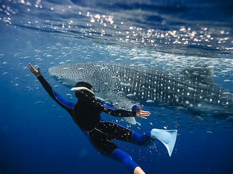 Swim With Whale Sharks Cancun Mexico Jobs N Positions