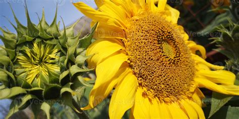 Flor De Girassol Brilhante Foco Selecionado Cultivo De Girassol Ao