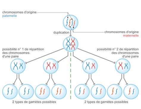 Image 3sud0603 La Formation Des Cellules Sexuelles Réviser Une