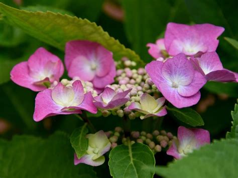 What Is A Mountain Hydrangea – Learn About Mountain Hydrangea Care ...