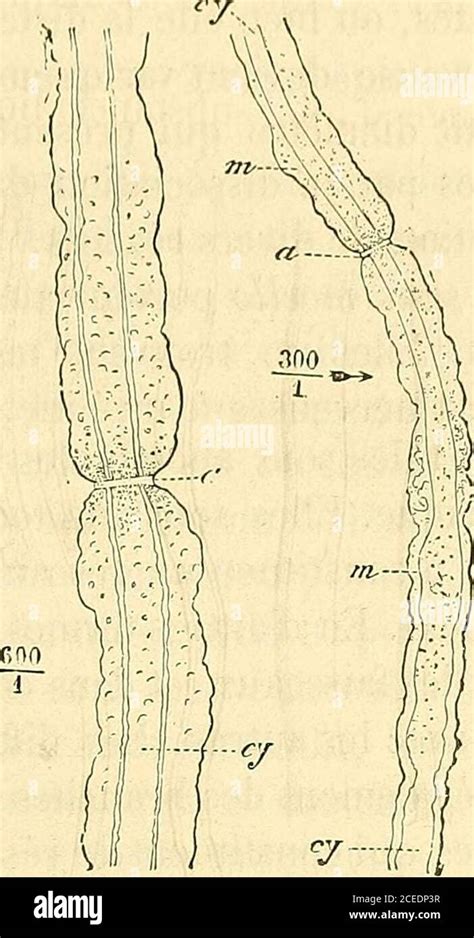 Manuel D Histologie Experimentale D Chir E Lissue De La My Line