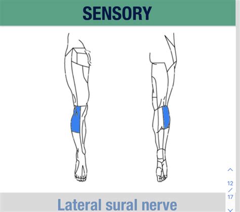 Anatomy- Anterior Lower Leg Flashcards | Quizlet