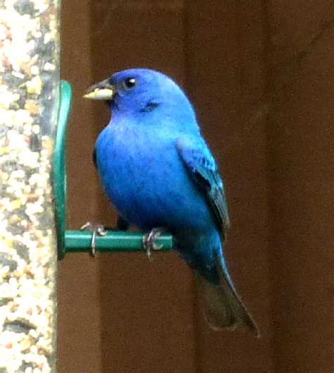 North Carolina Mountain Birds Indigo Bunting