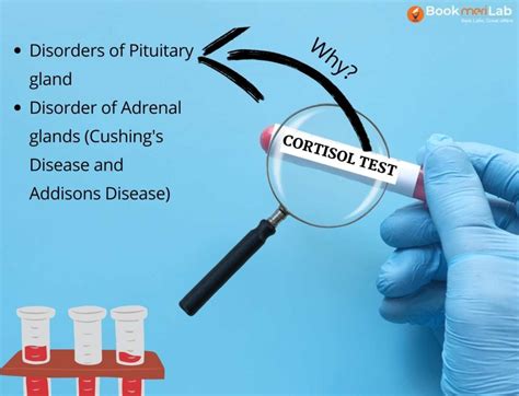 Cortisol Test Price, Purpose, Timing & Results [2025] • Bookmerilab