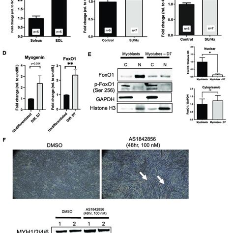 A There Is An Increased Expression Of Foxo Mrna In The Edl Fast