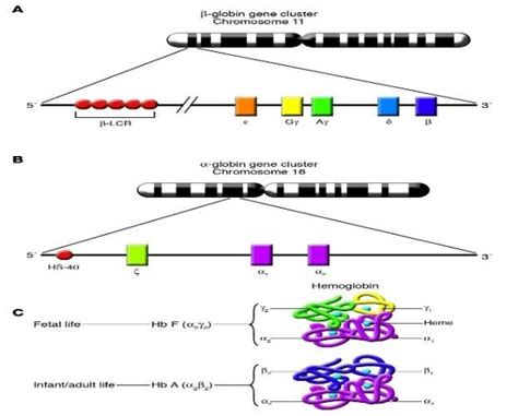 Chromosomal organization of the α and β globin gene clusters A The