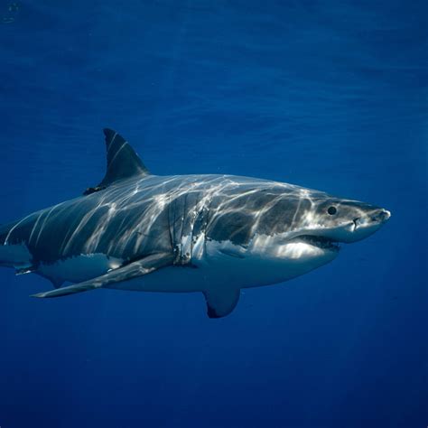 sharkproject shark  species conservation organisation