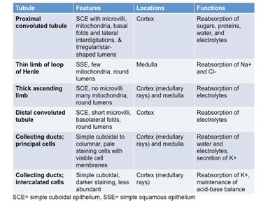 Nephron Function Diagram