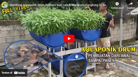 Membuat Aquaponik Drum Pelihara Ikan Lele Menanam Kangkung Di Kebun