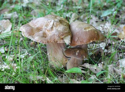 Boletus Aestivalis Also Called Boletus Reticulatus Summer Cep Or