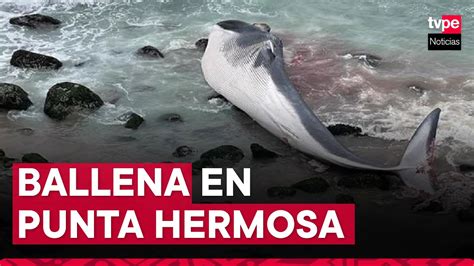 Punta Hermosa Ballena Muerta Permanece Varada En Playa YouTube