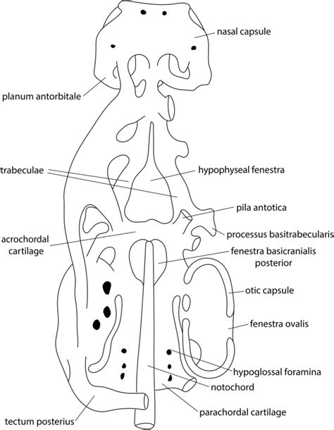 Schematic Representation Of A Dorsal View Of An Amniote Chondrocranium Download Scientific