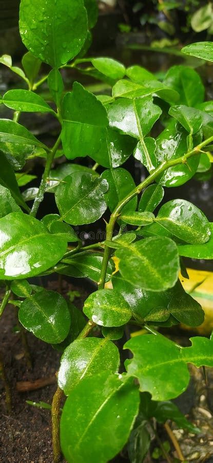 Kaffir Lime Fruit Plants for Health Stock Photo - Image of plant, green ...