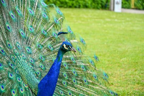 Close Up Photo of Peacock · Free Stock Photo