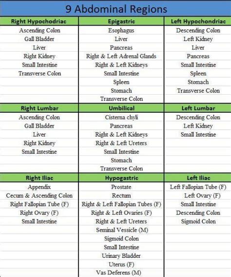 Student Paramedics — 9 Abdominal Regions (and their organs)