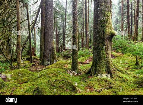 Wa Washington Selva Tropical A Lo Largo Del Camino De Los