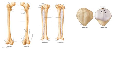 Femur Patella Tibia Fibula Diagram Quizlet