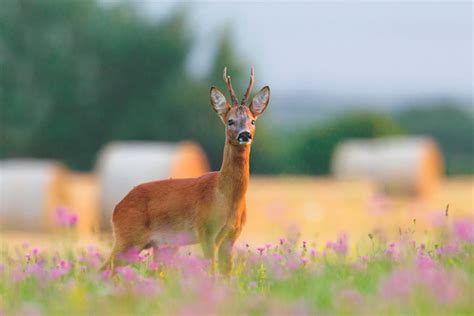 Deer stalking in the UK - where to go and the equipment you'll need