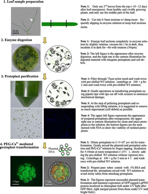 Outline of protoplast isolation and transformation | Download Scientific Diagram