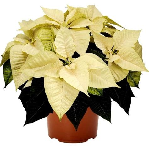 Poinsettia White Flowering Plant - Nestreeo.com