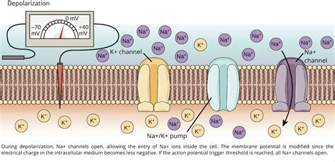 Action Potential Speechneurolab