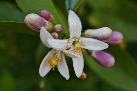 Citrus Fruits Plant Care And Collection Of Varieties