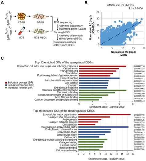 Comparative Analysis Of Degs Between Imscs And Ucb Mscs A A Download Scientific Diagram