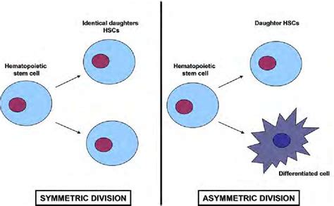 Hematopoietic Stem Cells Diagram