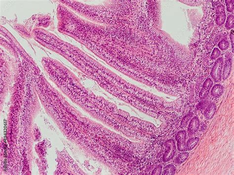 Blackbird Small Intestine Cross Section Under The Microscope Showing