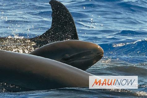 False Killer Whales Receive Habitat Protection : Maui Now