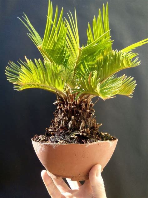 Cycas Revoluta Bonsai