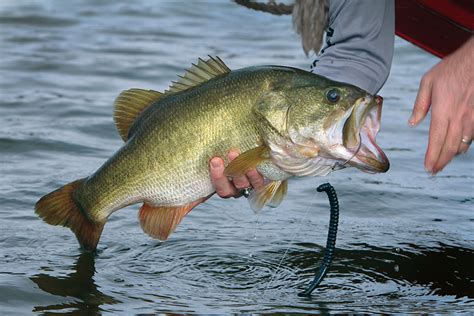 Bass Fishing