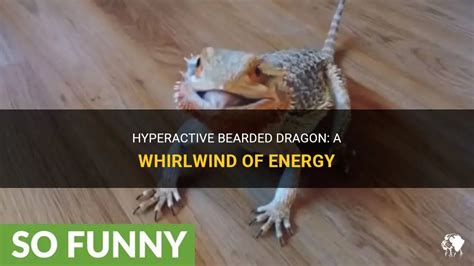 Hyperactive Bearded Dragon: A Whirlwind Of Energy | PetShun