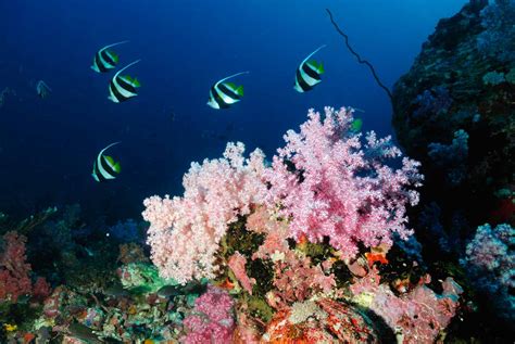 Seven Brothers Islands Gulf Of Aden Djibouti