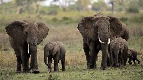 Poachers Decimate Tanzania's Elephant Herds : NPR