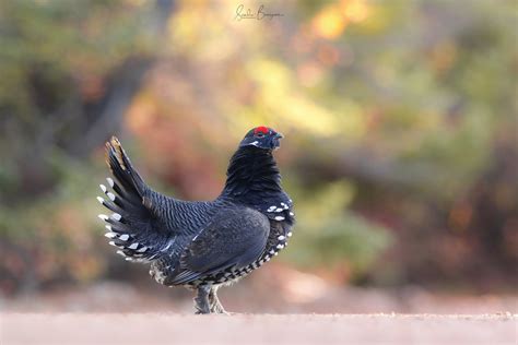 Tétras du Canada Spruce grouse Parc national des Grands Flickr