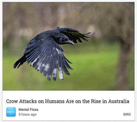 Crow Attacks? – Two At Sea