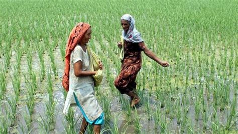 Govt Approves ₹28655 Crore Increase In Fertilizer Subsidy Today News