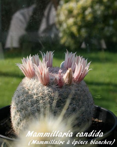 Mammillaria Candida Mammillaire à épines Blanches