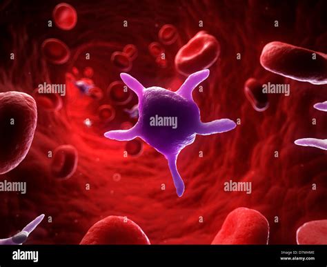 activated platelets artwork stock photo alamy