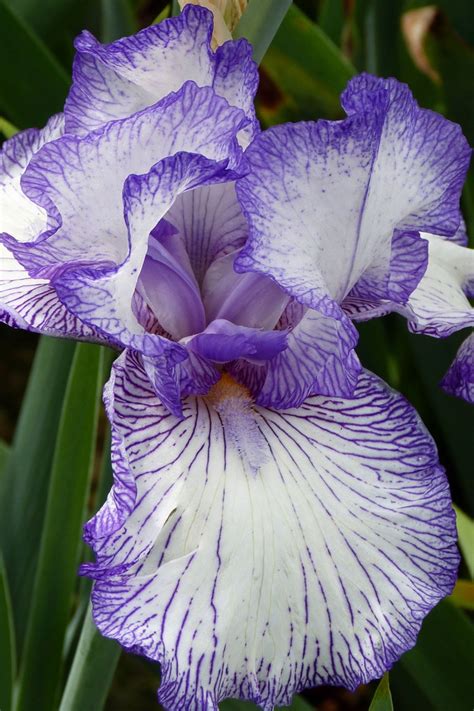 Pin By Lauren Watson On Schreiners Iris Gardens Iris Flowers Iris