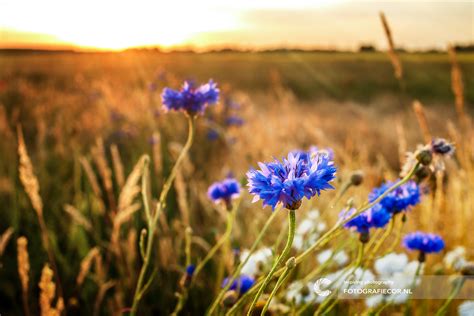 Natuurmonumenten Foto Van De Maand Nxz01 Agbc