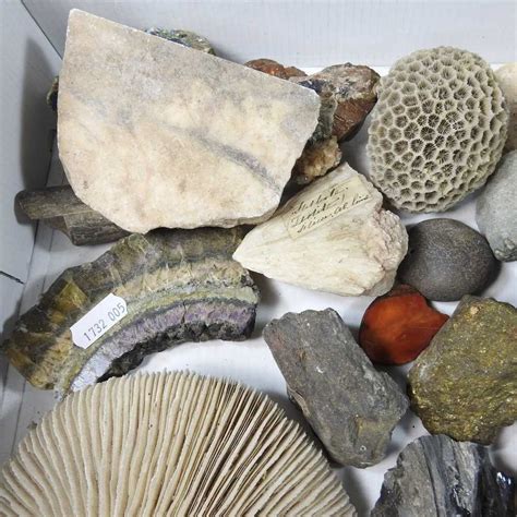 Lot 193 - A collection of fossils