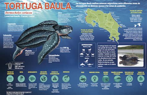 Las tortugas marinas ticas cuentan con una infografía exclusiva creada